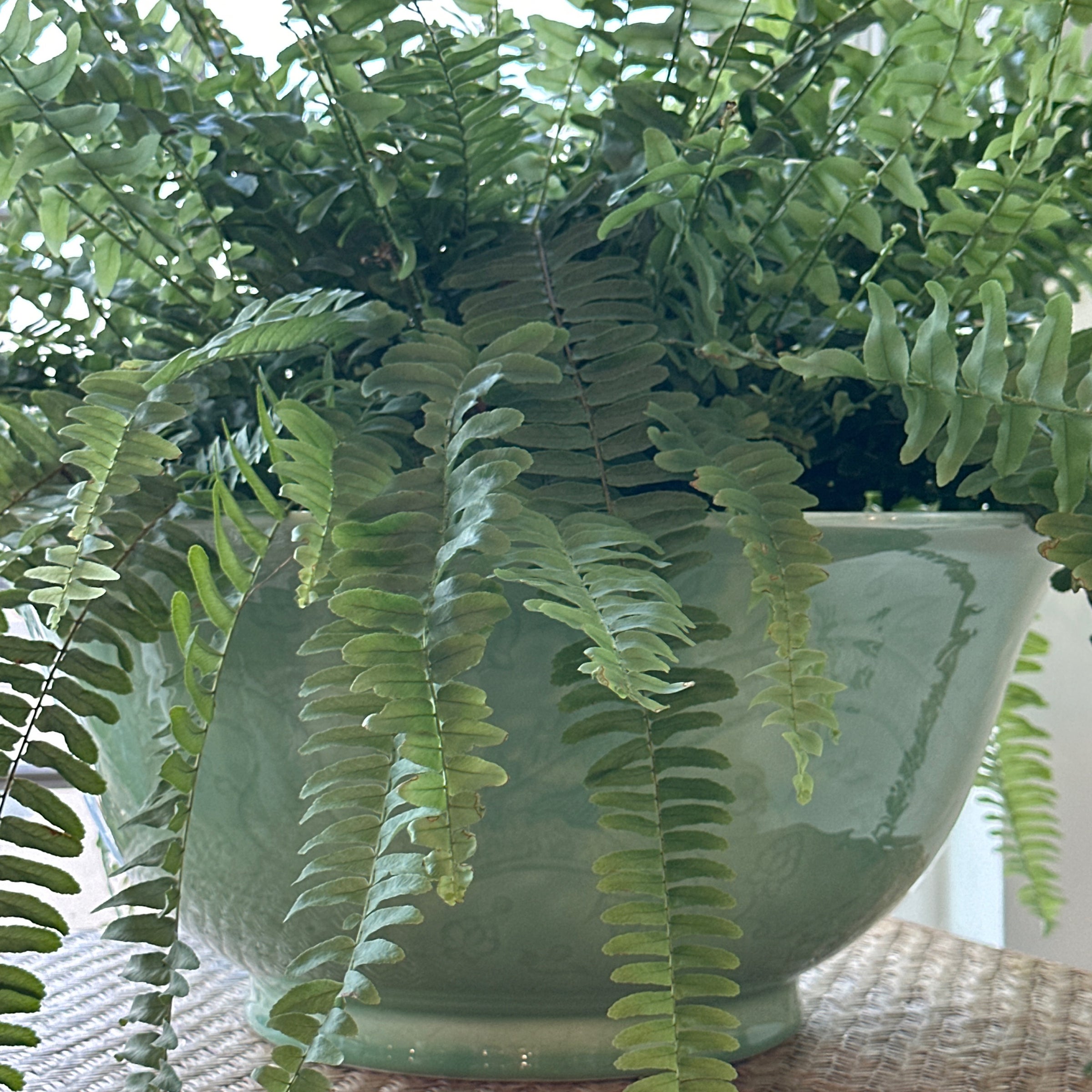 【runaruna VALIEM SWAMP BOWL Lサイズ srl Ravinebowlsmall-999721.jpg?v=